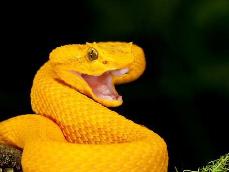 желтая змея