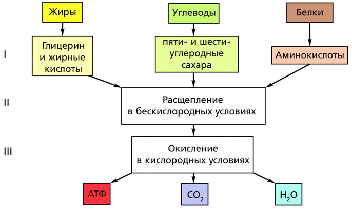 Схема клеточное дыхание с подписями егэ биология