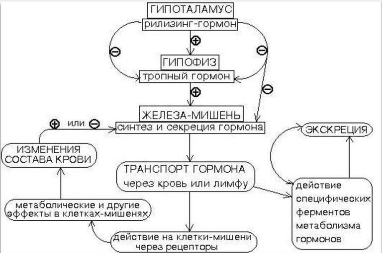 Схема работы зеленой железы