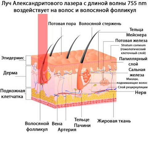 https://otrazhenie-clinic.ru/wp-content/uploads/2020/08/alex775.jpg