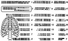 хромосомочка2.jpg