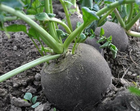 radish-black-winter-which-grows-organic-soil-radish-black-winter-140611488.jpg