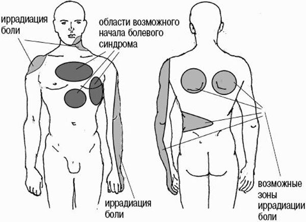 Где Точно Находится Сердце У Человека Фото