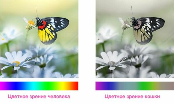 Различает ли кошка цвета?» — Яндекс Кью