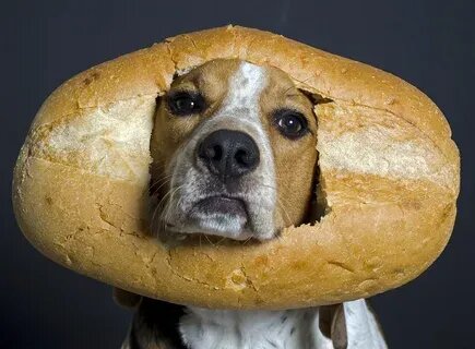 Почему собакам нельзя белый хлеб?» — Яндекс Кью