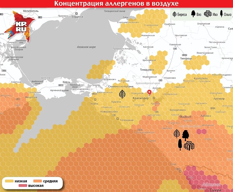 Где растут березы в россии карта