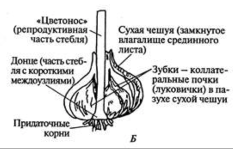 Чеснок (16 фото): структура головки и зубчик, виды растений и методы размножения