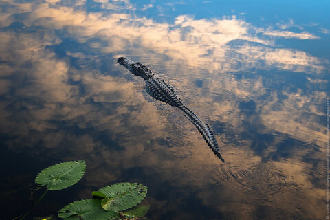 Картинки по запросу аллигатор в воде
