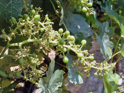 завязь винограда.jpg