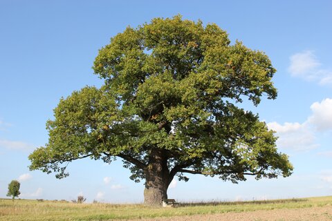 https://get.pxhere.com/photo/landscape-tree-nature-plant-sky-field-meadow-old-bark-produce-rest-savanna-sit-shrub-deciduous-oak-grove-ecosystem-german-oak-flowering-plant-old-oak-woody-plant-land-plant-plane-tree-family-court-oak-1405636.jpg