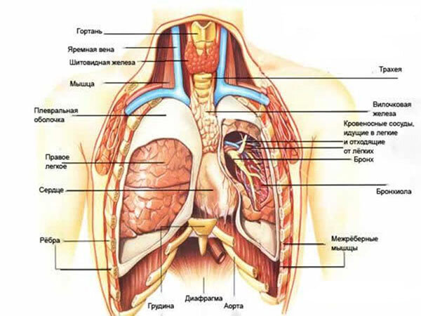 Фото Органов Человека Где Что Находится