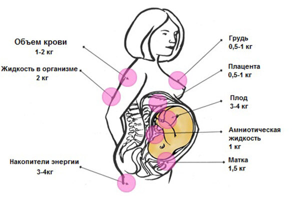 Доклад по теме Прирост массы тела при беременности