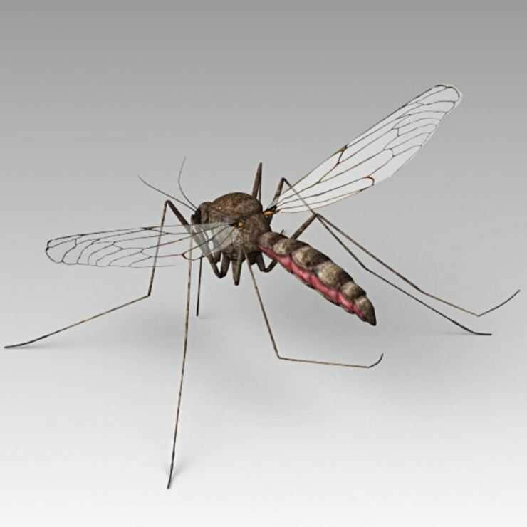 mosquito.jpg.