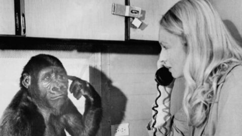 Какие из гоминид самые умные: шимпанзе, гориллы или орангутанги?» — Яндекс  Кью