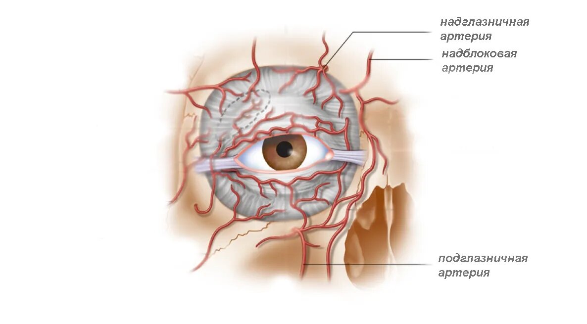 Глазная артерия схема