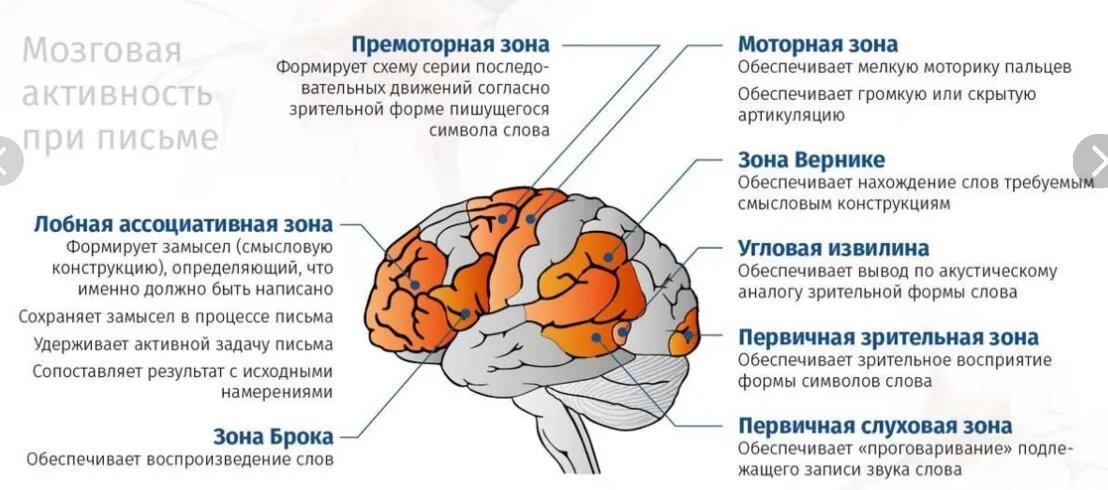 Пример сложной синтезирующей деятельности коры головного мозга