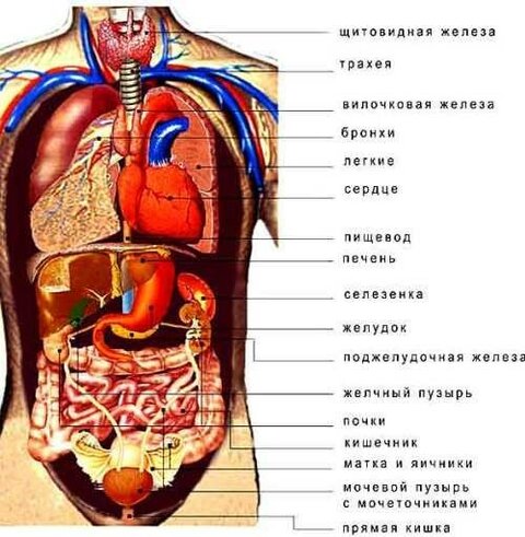 https://i1.wp.com/thewom.ru/wp-content/uploads/2016/12/anatomija-cheloveka-vnutrennie-organy-zhenshhiny-5_3.jpg?resize=500%2C511