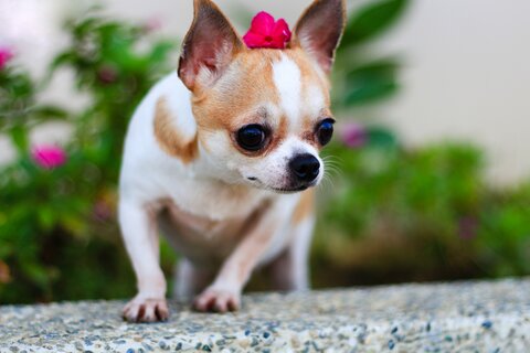 https://2krota.ru/wp-content/uploads/2018/10/animals-dog-chihuahua-depth-of-field-1232155.jpg