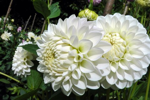 dahlia-2178067_1280.jpg