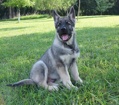 https://www.tinkerbellsboutique.com/wp-content/uploads/2019/11/sable-german-shepherd-puppies-inspirational-silver-sable-german-shepherd-puppy-germanshepherd-of-sable-german-shepherd-puppies.jpg
