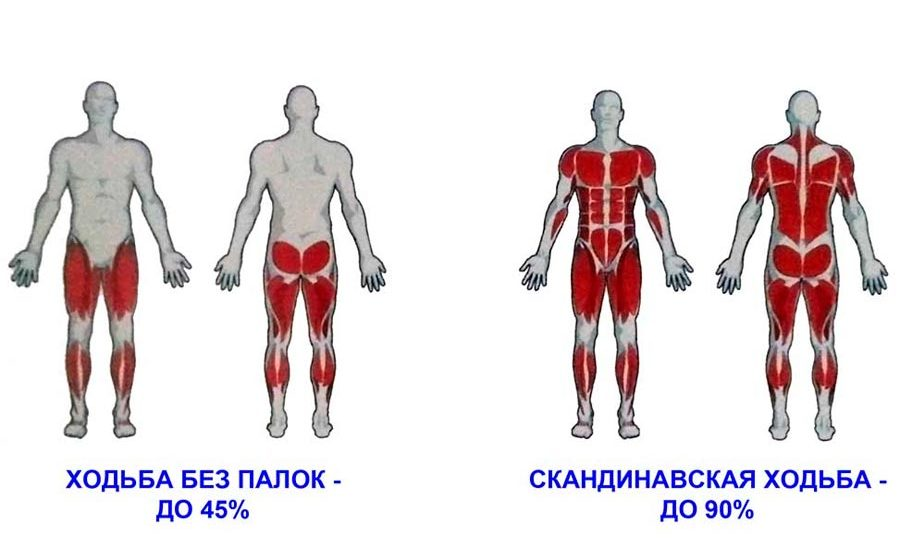 Мышцы лыжника