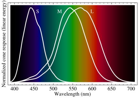 1280px-Cone-fundamentals-with-srgb-spectrum.svg.png