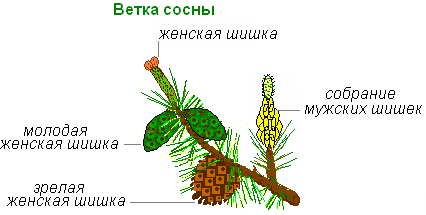 Виды Шишек Фото