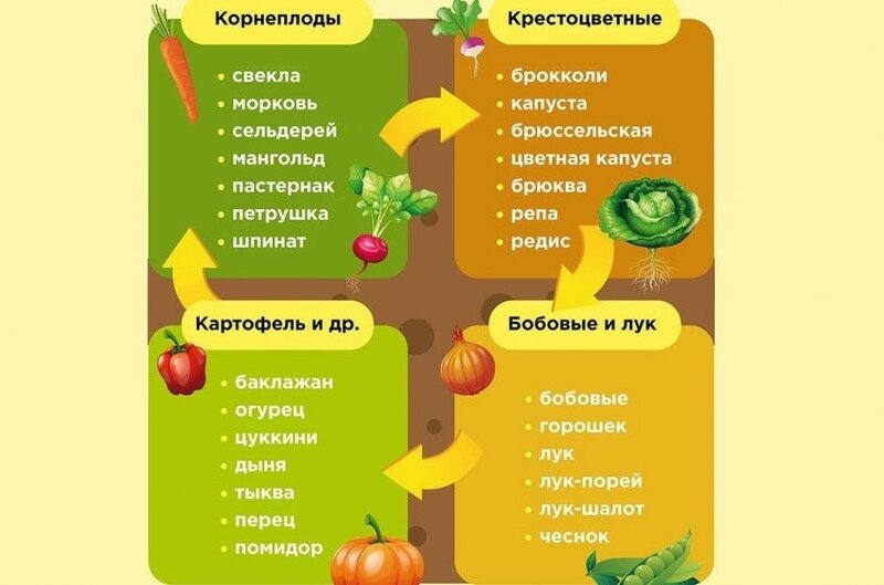 Фото схема севооборота при органическом земледелии Можно ли сажать лук после лука?" - Яндекс Кью