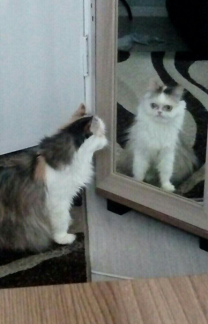 Нажорный зал мем с котом