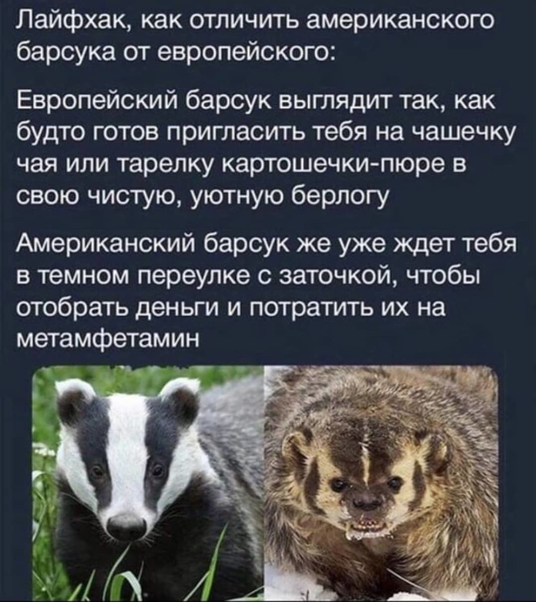 звери против. Пикабу