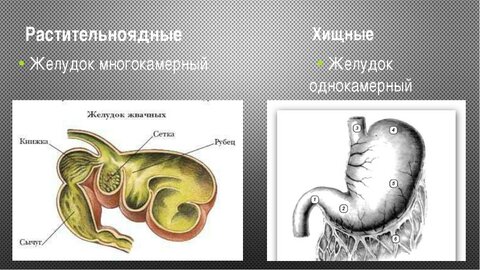 КИШЕЧНИК желудок.jpg