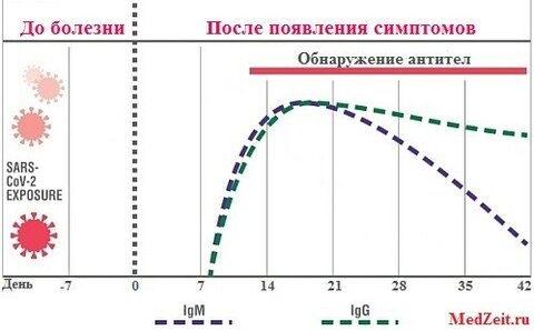 grafik-igm-igg.jpg