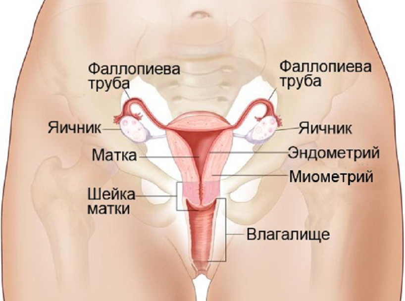 Как Выглядит Яичники Фото