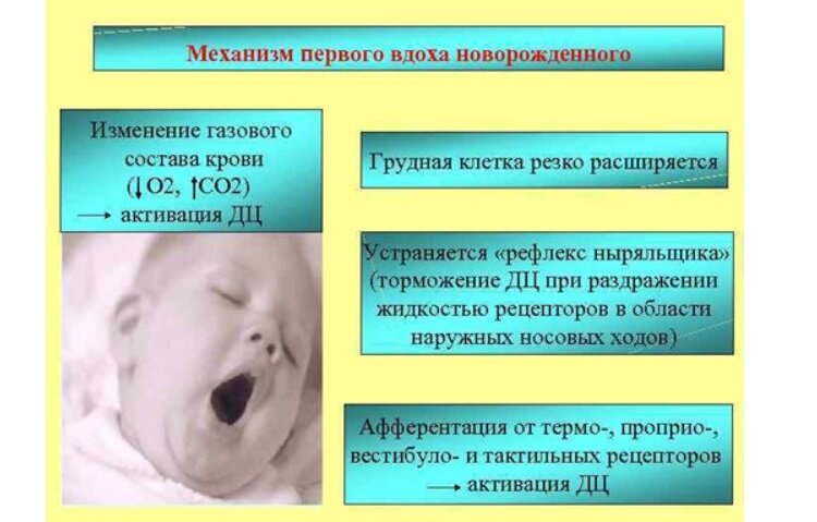 «Что такое открытое овальное окно, когда и чем оно опасно» — Яндекс Кью
