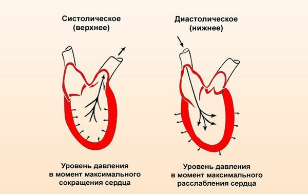 За что отвечает и что означает «нижнее» артериальное давление у человека?»  — Яндекс Кью