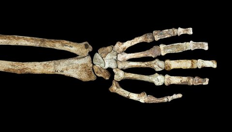 Неандерталец кисть 01.jpg