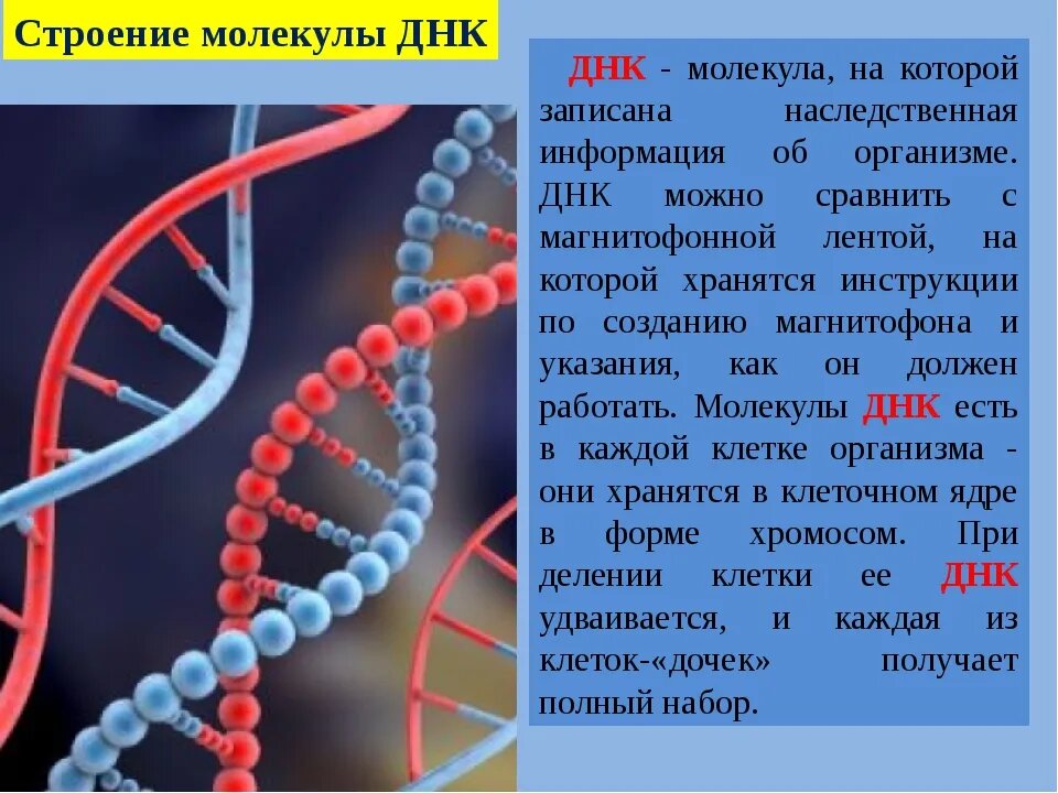 Изучение последовательности расположения генов в днк