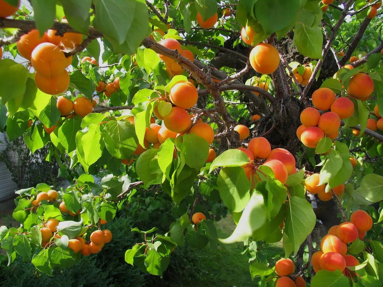 Где растут абрикосы?» — Яндекс Кью