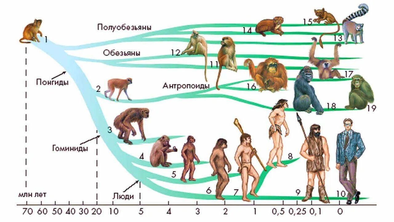 Человек произошел от обезьяны или обезьяна произошла от человека путем его  скрещивания с животными в доисторическую эпоху?» — Яндекс Кью