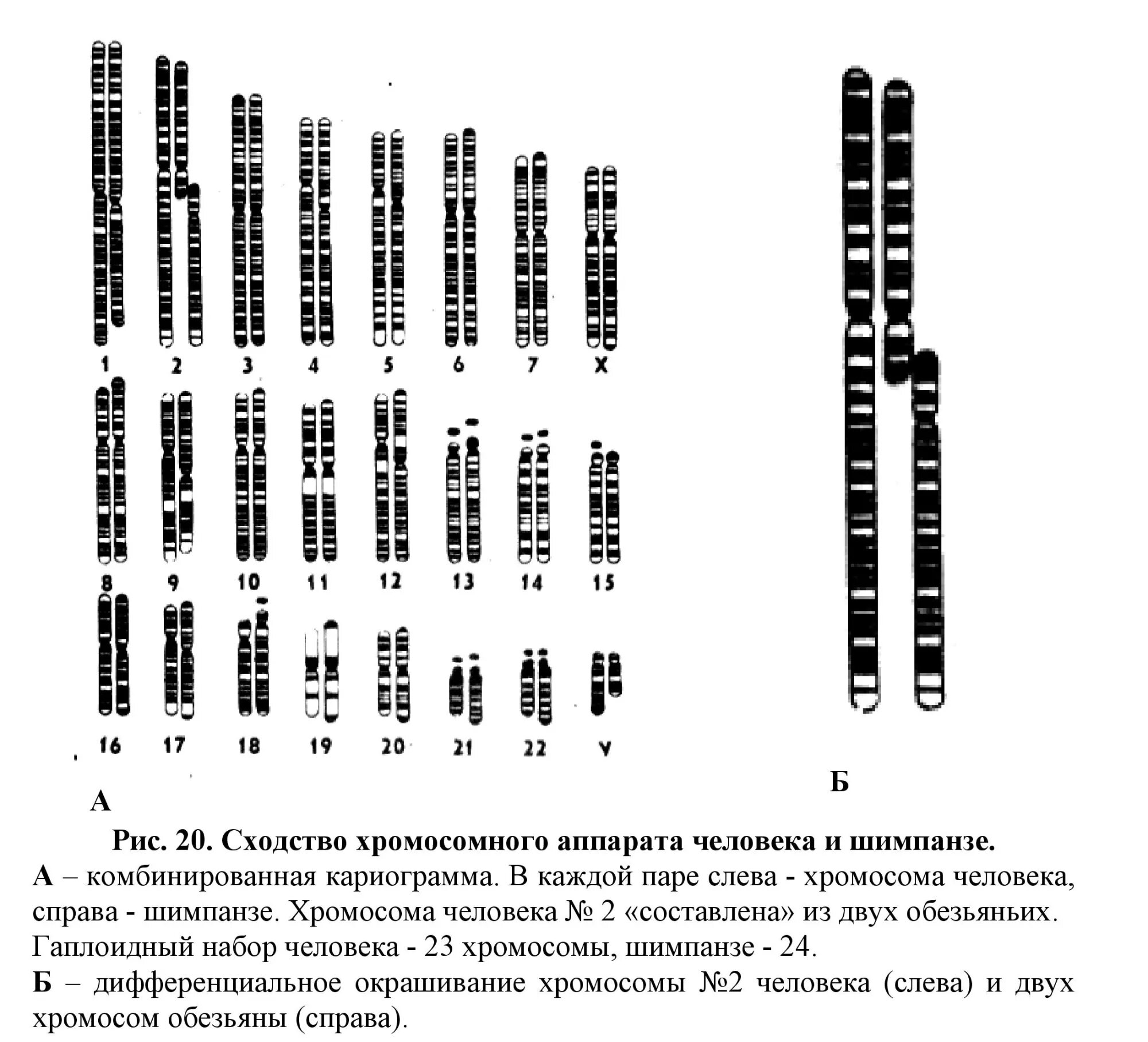 На рисунке приведены фотографии нескольких хромосом разных млекопитающих специальная окраска