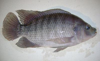 33319202_w800_h640_tilapia.jpg