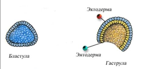 Гаструла лягушки рисунок с подписями