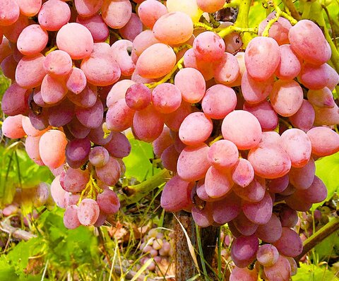 Какие сорта винограда подойдут для Подмосковья?» — Яндекс Кью