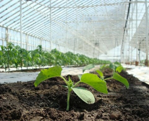 cucumbers-soil.jpg