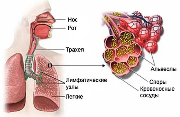 Вы точно человек?