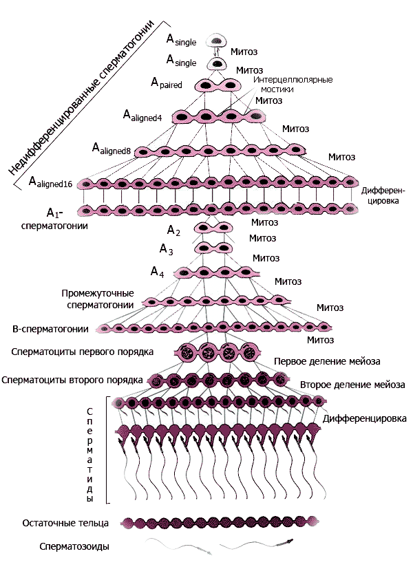Ең жақсы Вудман тыңдаулары