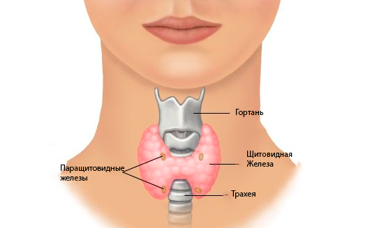 Где Находится Паращитовидная Железа У Женщин Фото