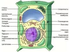 Анатомия человека. Строение клетки» — Яндекс Кью
