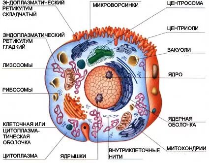 Анатомия человека. Строение клетки» — Яндекс Кью