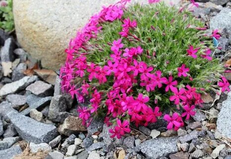Floks szydlasty &apos;Atropurpurea&apos; Phlox subulata.